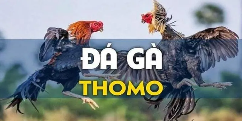 da-ga-thomo-gioi-thieu